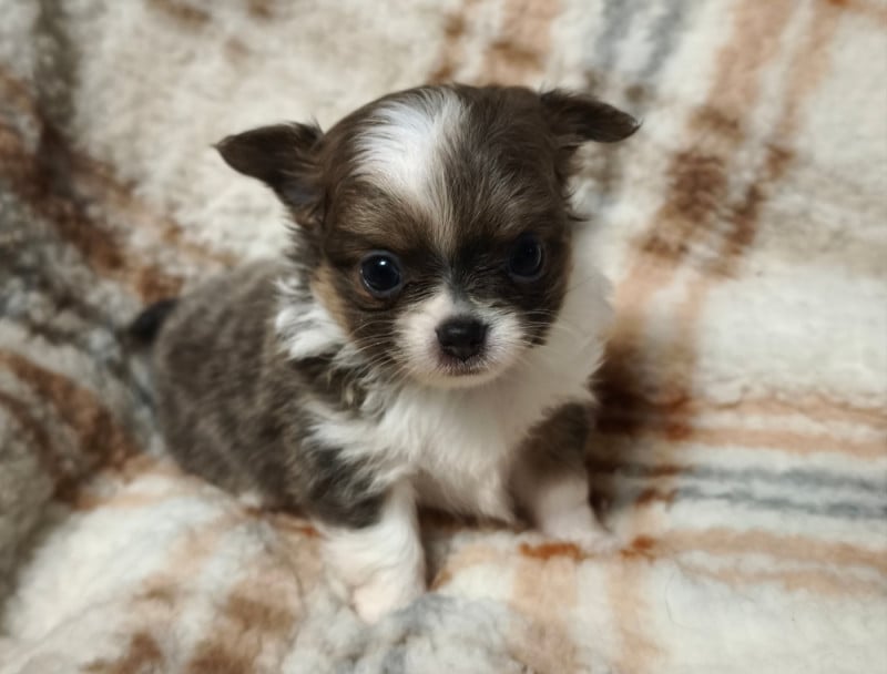 Chihuahua - Du Croc Mignon De La Grotte