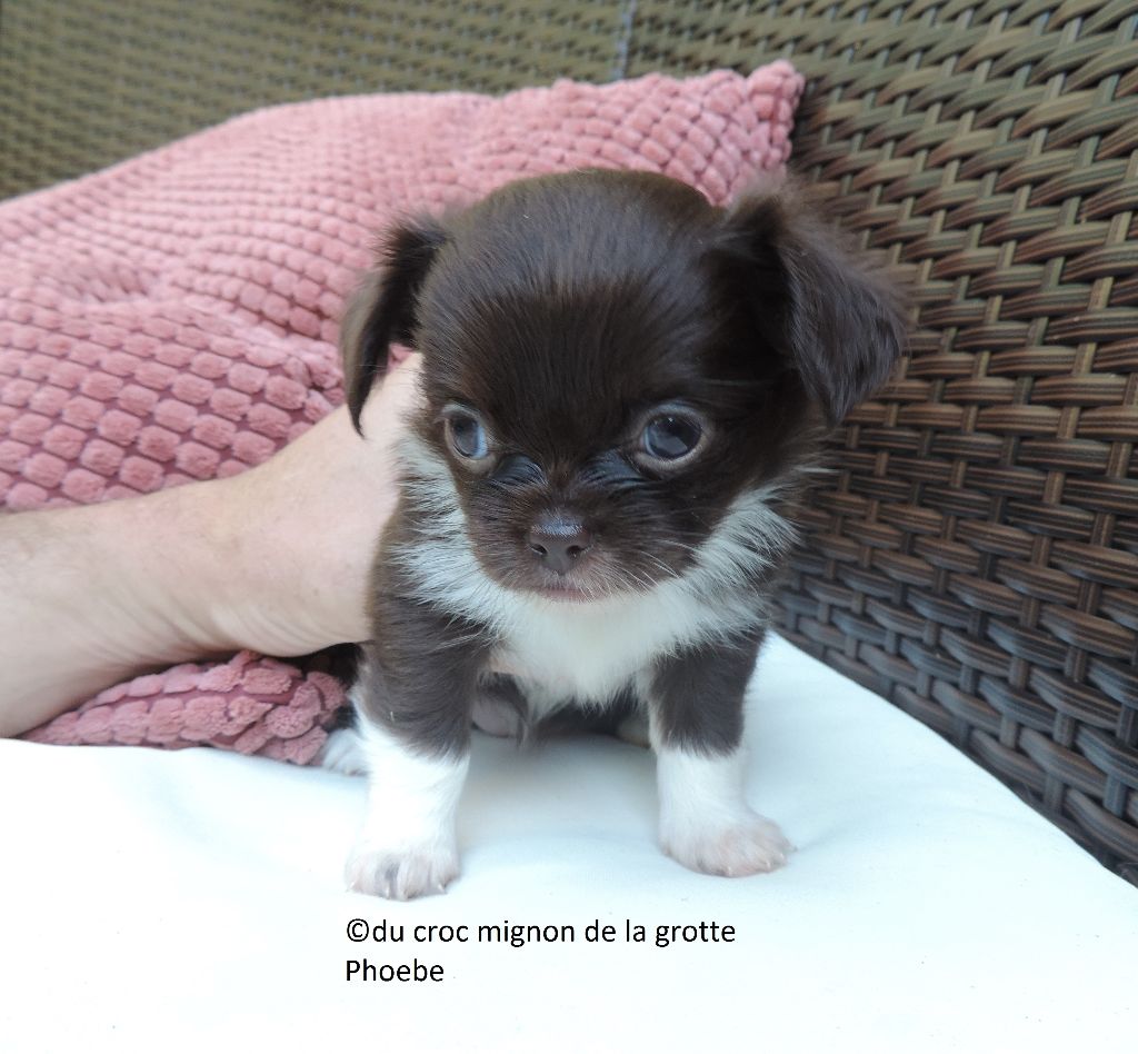 Phoebe - Chihuahua