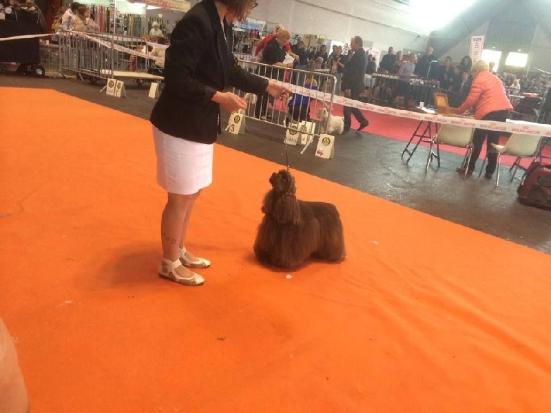 CH. For ever and ever Of Anamericha Color Dream's - 2 ème exc Classe Champion