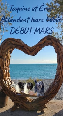 Des Farfadets De La Pagerie