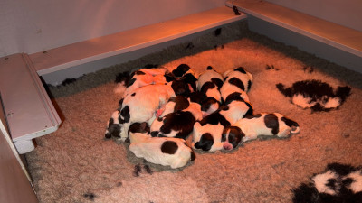 CHIOT 1 - Schapendoes