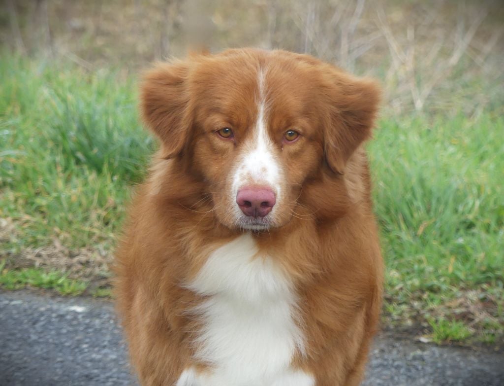 CH. Lupus Dei Trick or treat