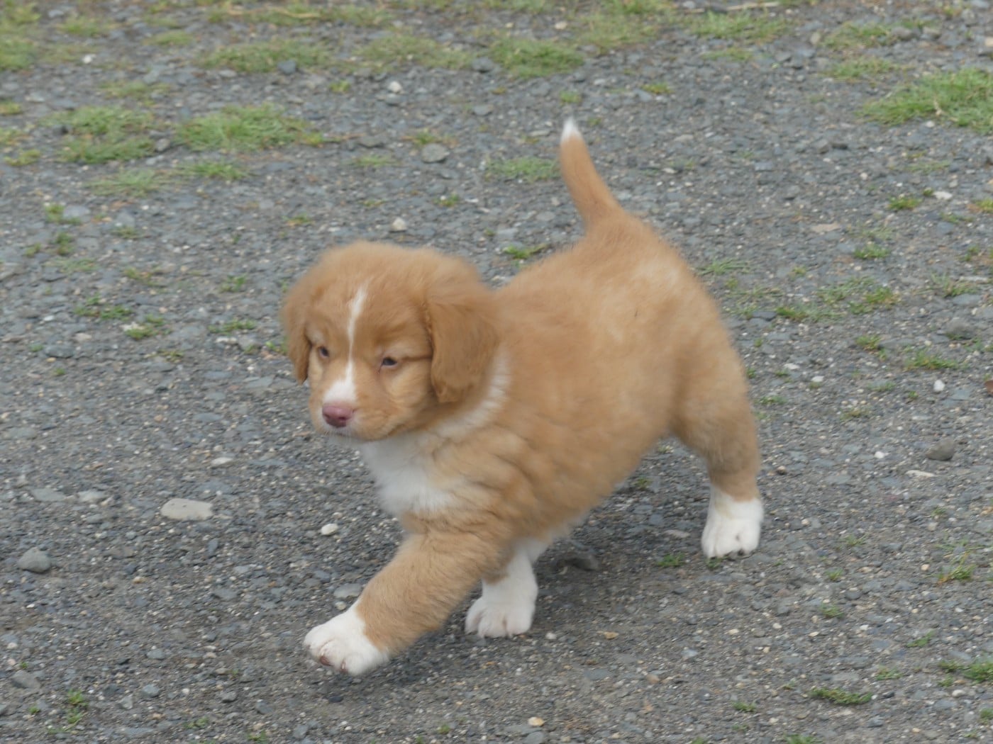 BALOU