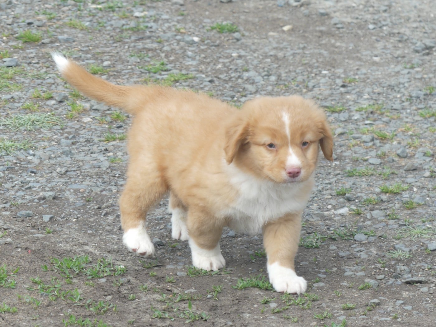 BALOU
