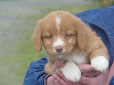 Les chiots de Retriever de la Nouvelle-Ecosse
