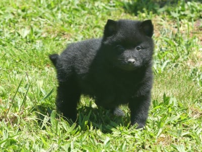 Les chiots de Schipperke