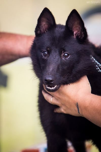 In'k du Mas de Valaurine - Puppy Très Prometteur