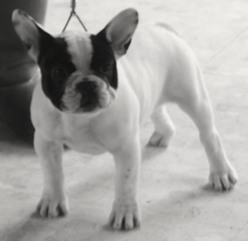 Jiana jones Des Cabots De Nuit - Très prometteur