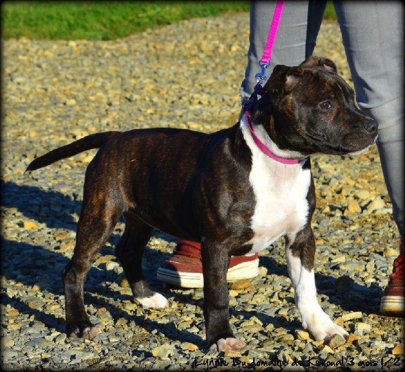 Lynnie du domaine de keroual