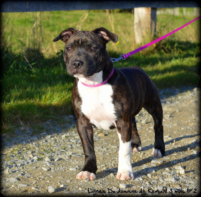Lynnie du domaine de keroual
