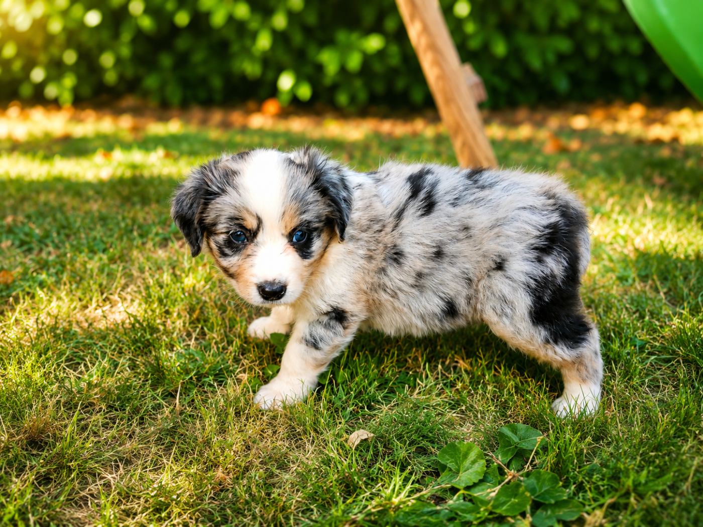 Chiot N°9