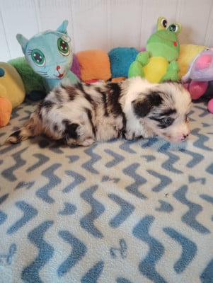 Les chiots de Berger Américain Miniature 