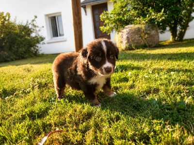 Les chiots de Berger Américain Miniature 