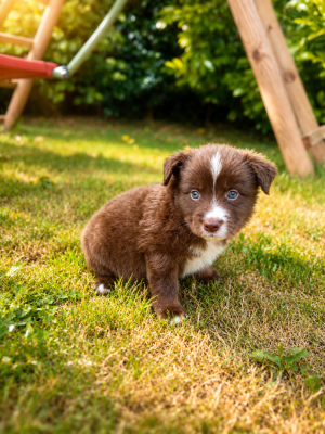 Les chiots de Berger Américain Miniature
