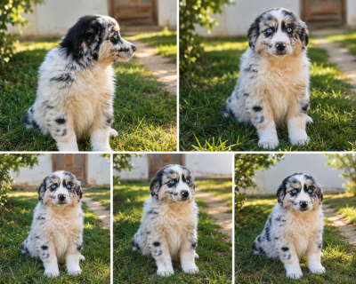 Les chiots de Berger Américain Miniature 