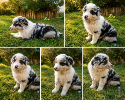 Les chiots de Berger Américain Miniature 