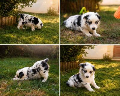 Les chiots de Berger Américain Miniature 