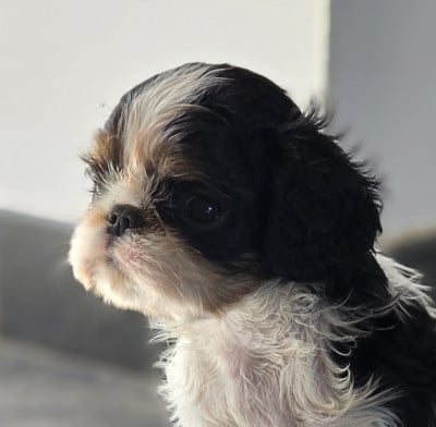 Les chiots de King Charles Spaniel