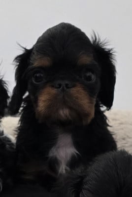 Les chiots de King Charles Spaniel