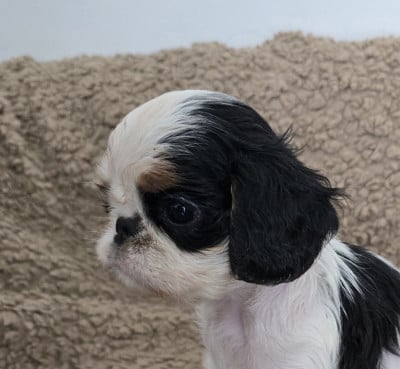 King Charles Spaniel