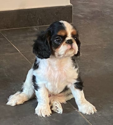 Les chiots de King Charles Spaniel