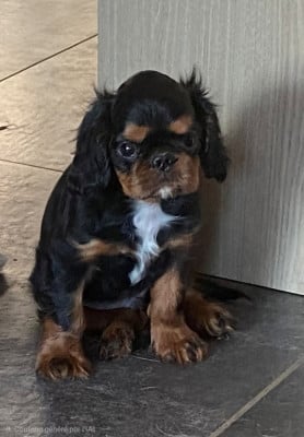 Les chiots de King Charles Spaniel