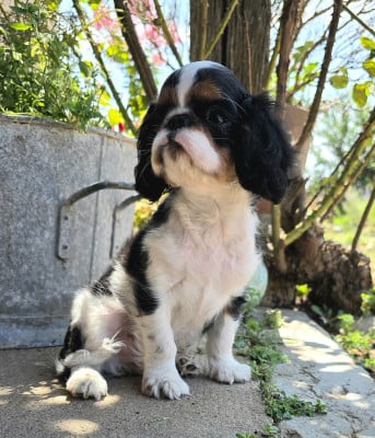 Les chiots de King Charles Spaniel