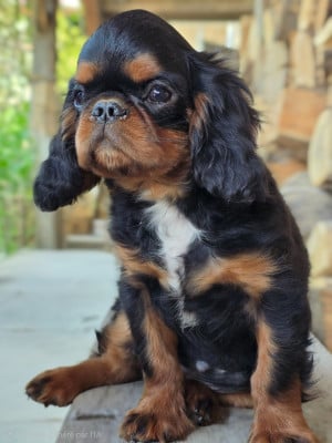 Les chiots de King Charles Spaniel