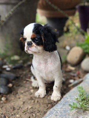 Les chiots de King Charles Spaniel