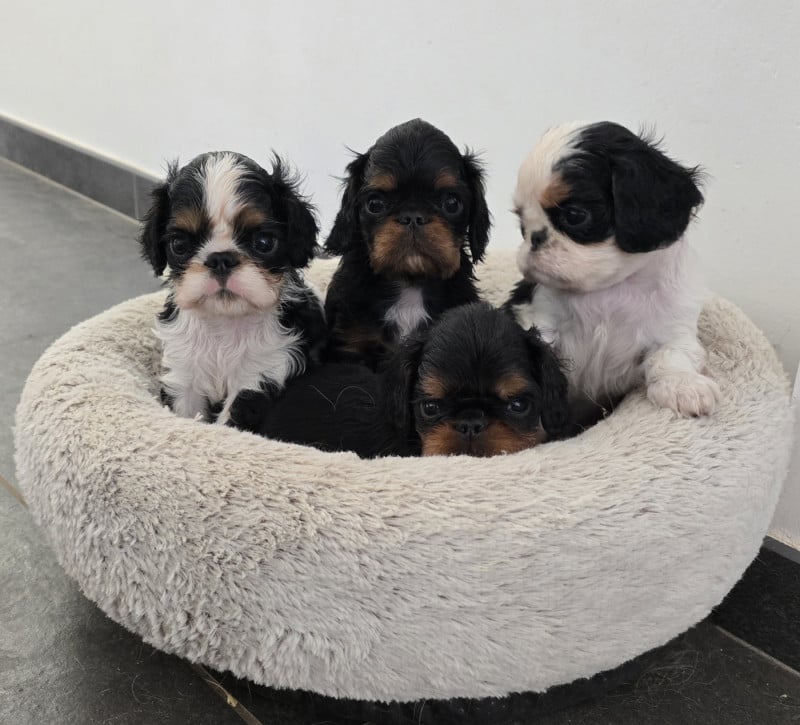 King Charles Spaniel - du Domaine des Trois Clefs