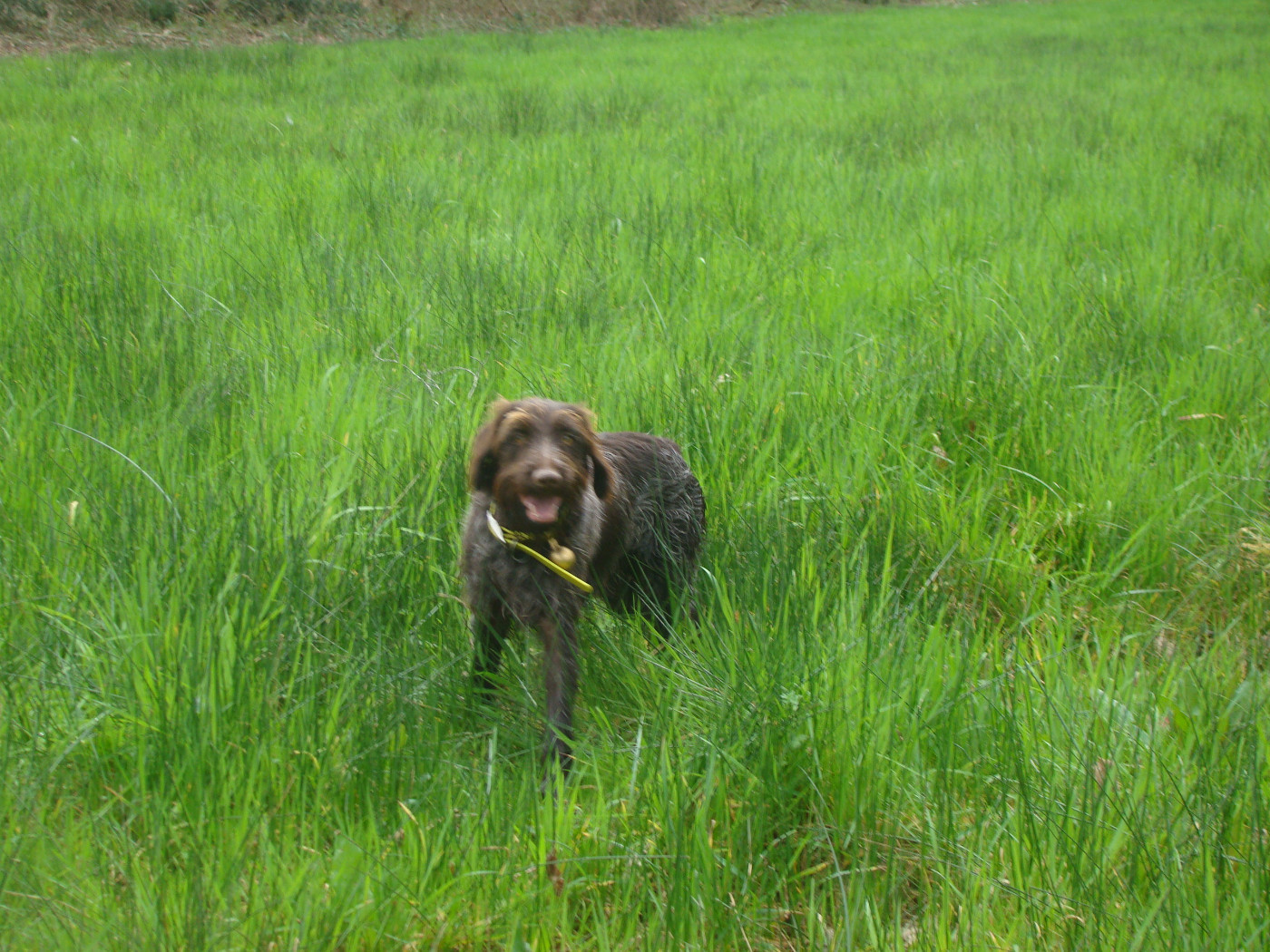 Arès Des Gaves D'Argent