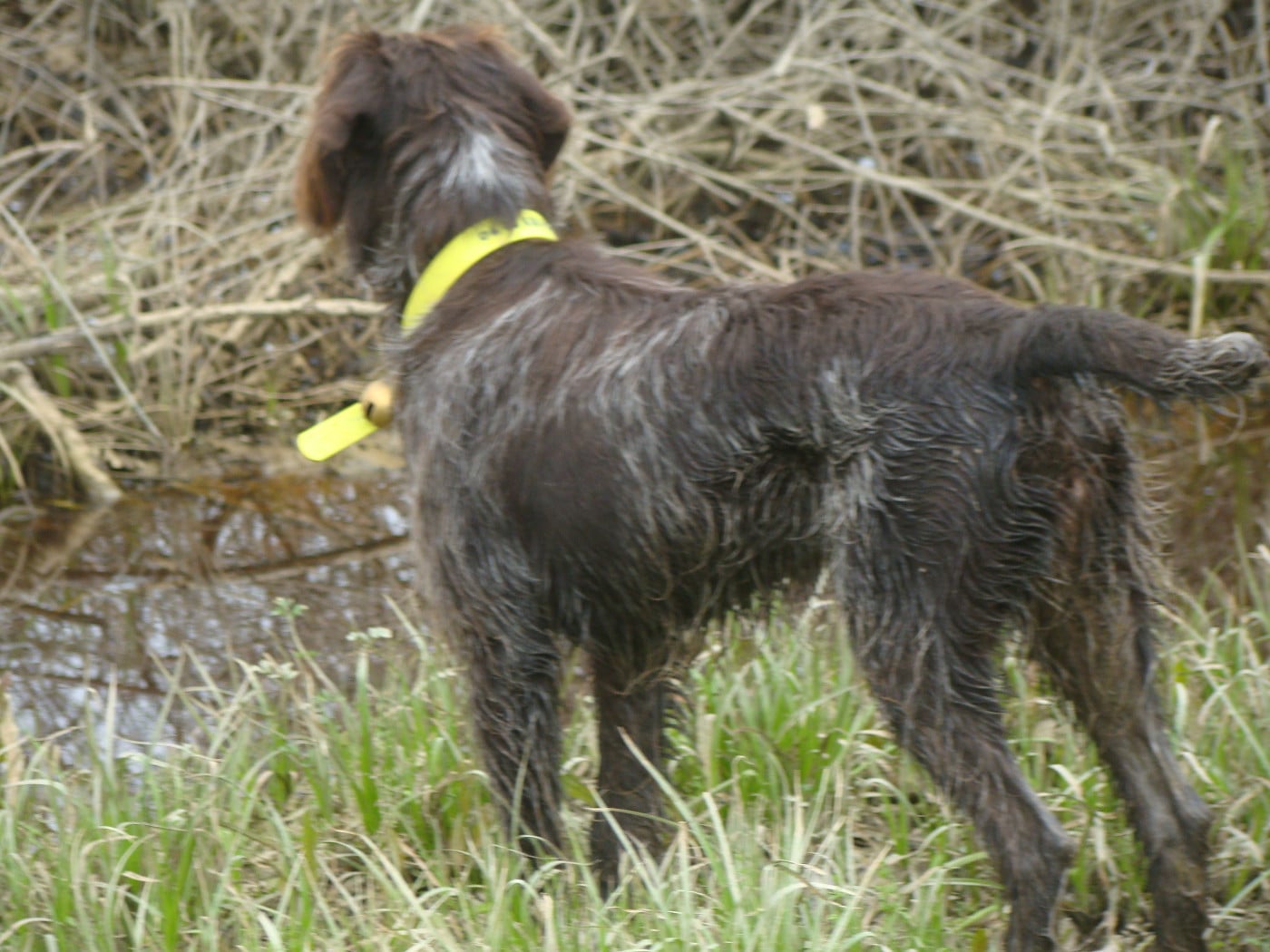 Arès Des Gaves D'Argent
