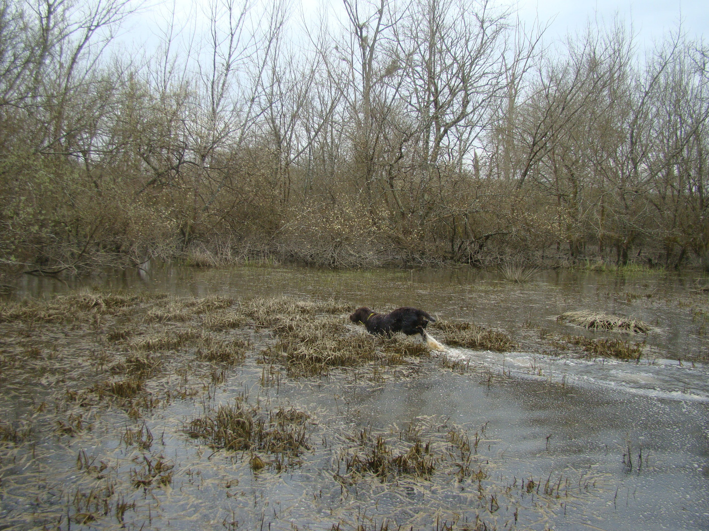 Arès Des Gaves D'Argent