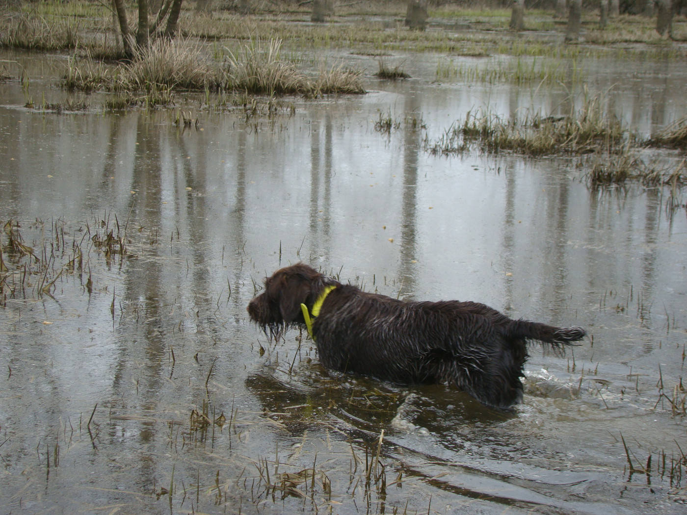 Arès Des Gaves D'Argent