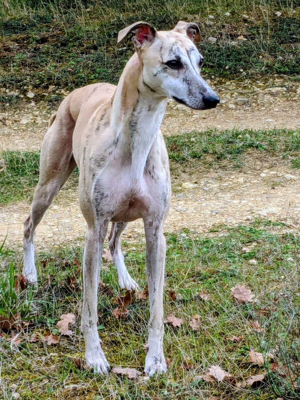 Un d'artagnan du clos d'Arlequin