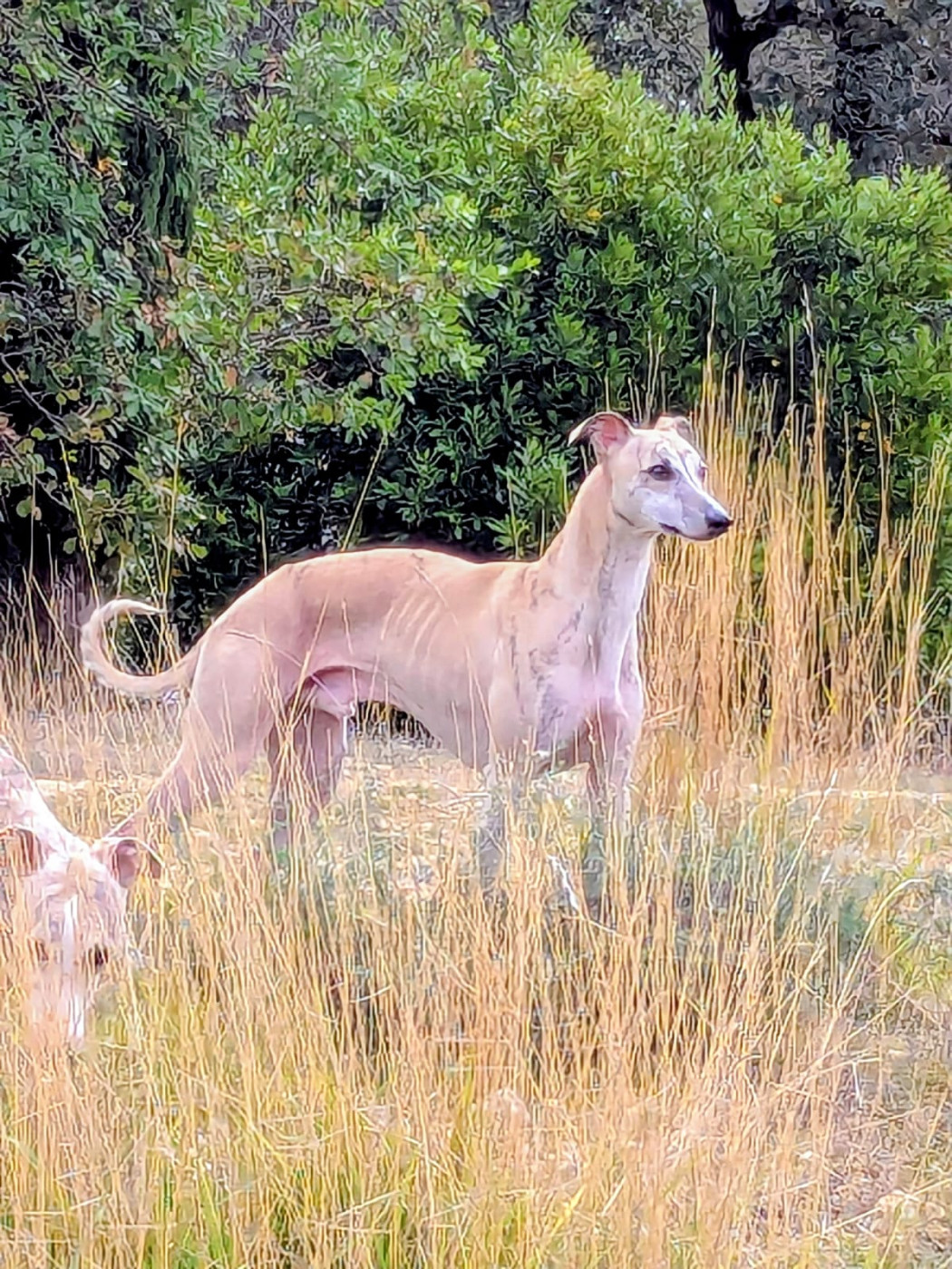 Un d'artagnan du clos d'Arlequin
