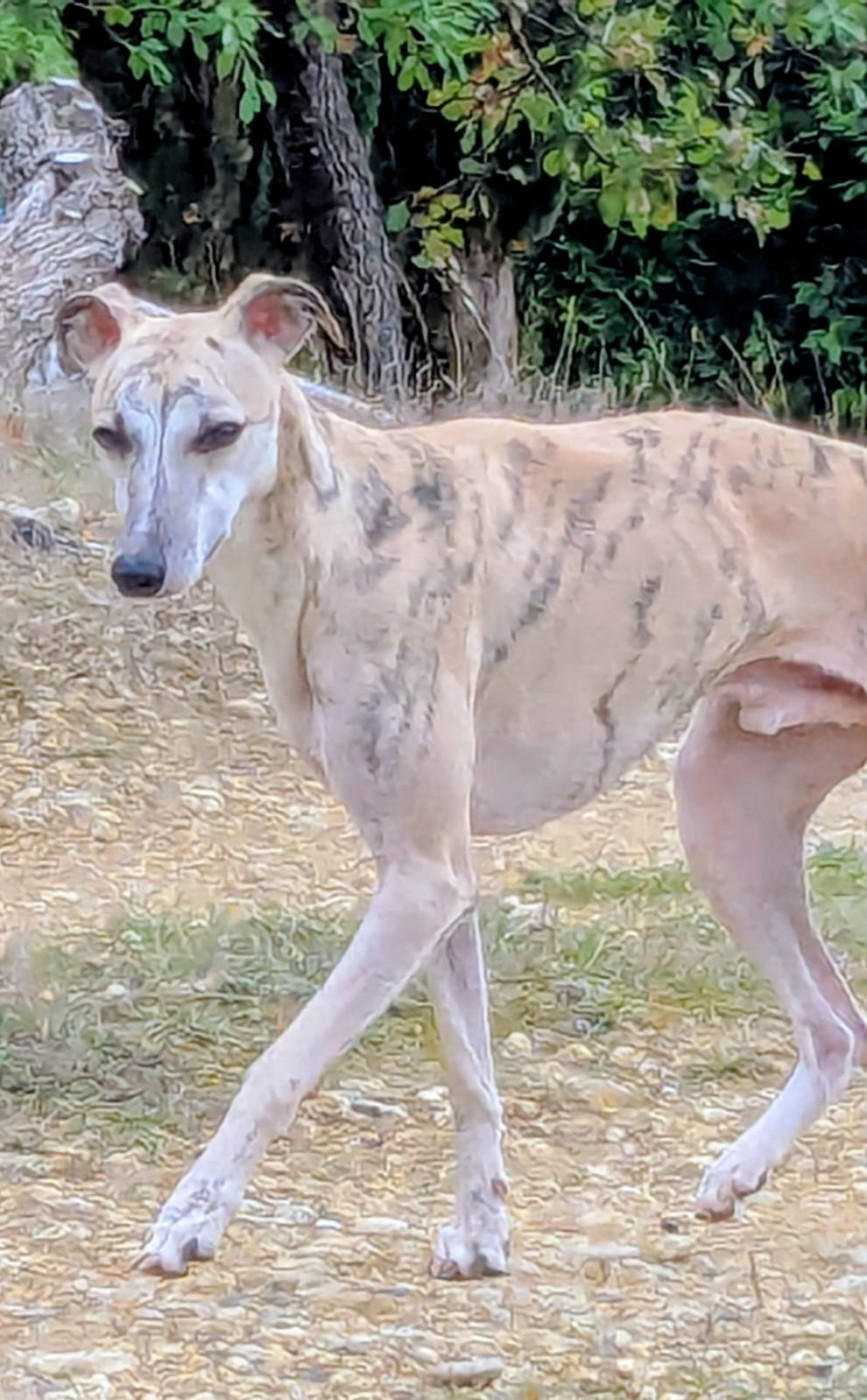 Un d'artagnan du clos d'Arlequin