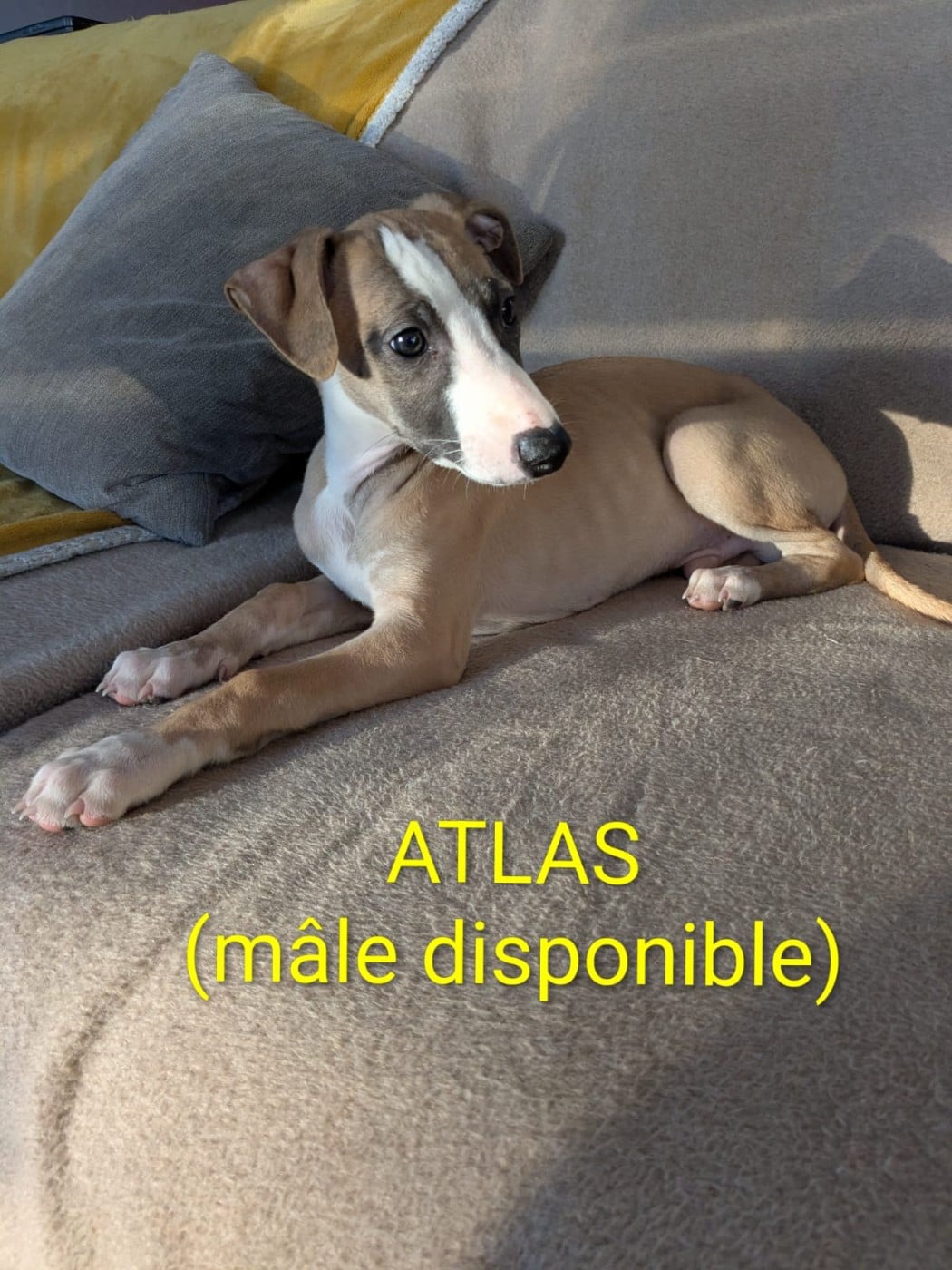 ATLAS