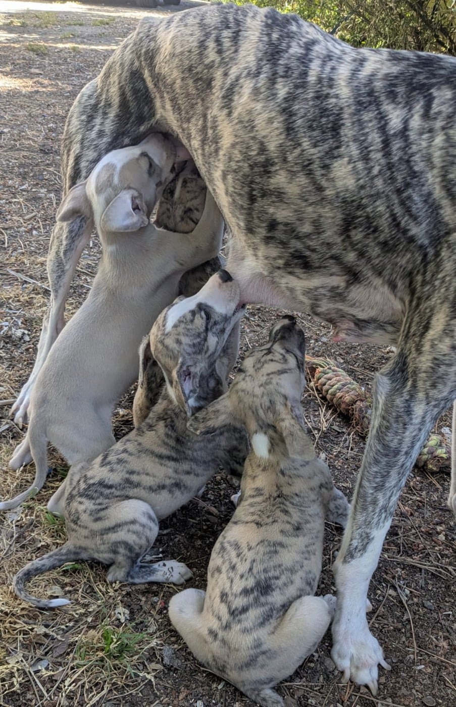 Whippet - De Rockalma