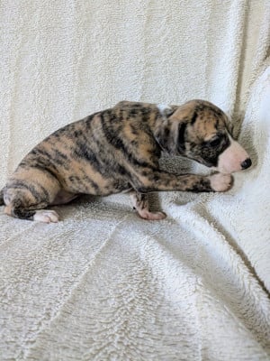 Les chiots de Whippet