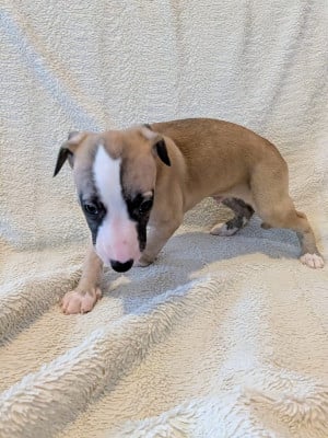 Les chiots de Whippet