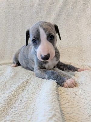 Les chiots de Whippet