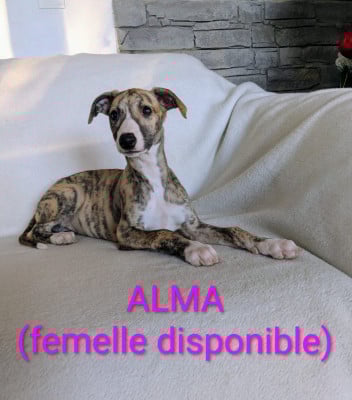 Les chiots de Whippet