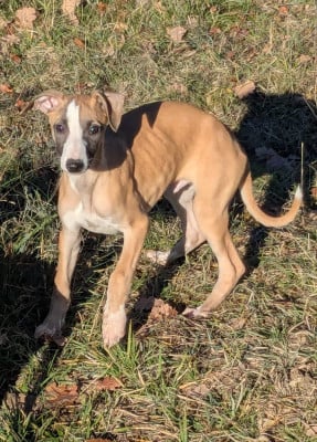 Les chiots de Whippet