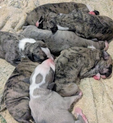 Les chiots de Whippet