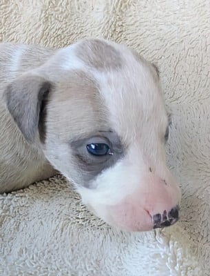 Les chiots de Whippet