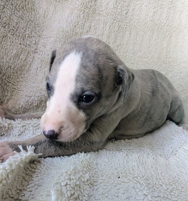 Les chiots de Whippet