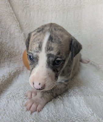 Les chiots de Whippet