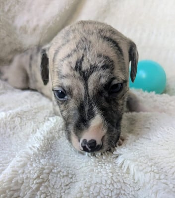 Les chiots de Whippet