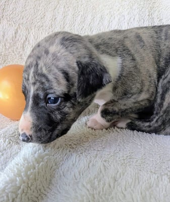 Les chiots de Whippet